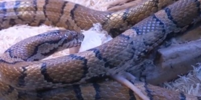 Ann Arbor snake